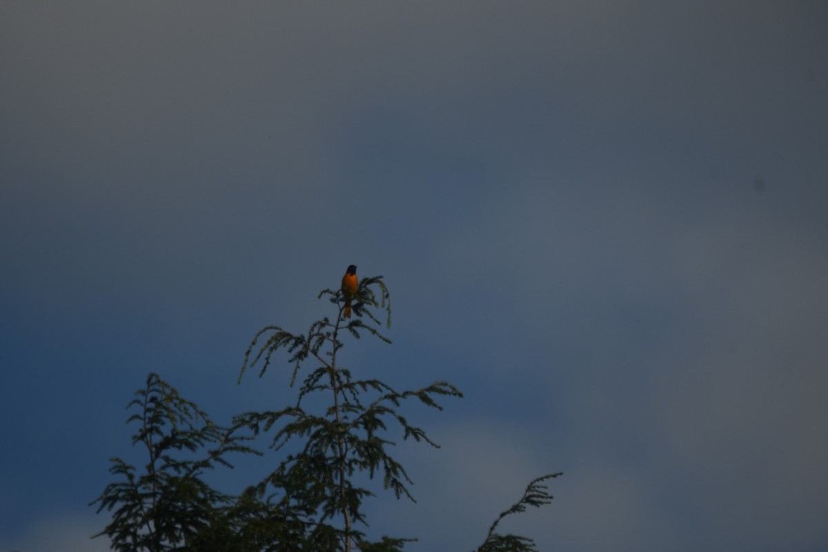 Baltimore Oriole - ML641253854