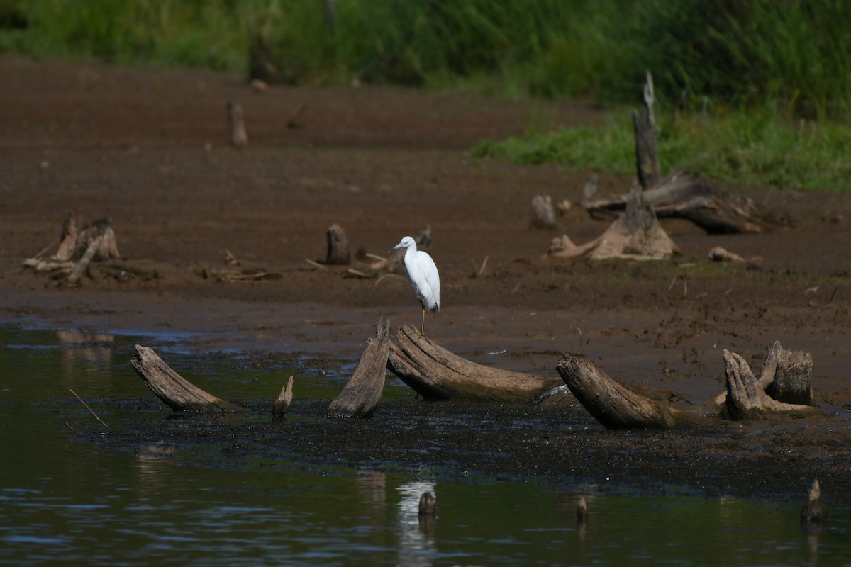 Little Blue Heron - ML641253878