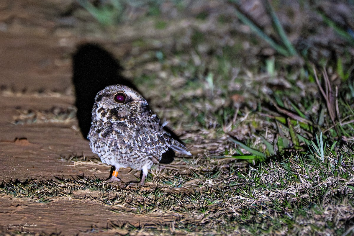 カマバネヨタカ - ML641253891