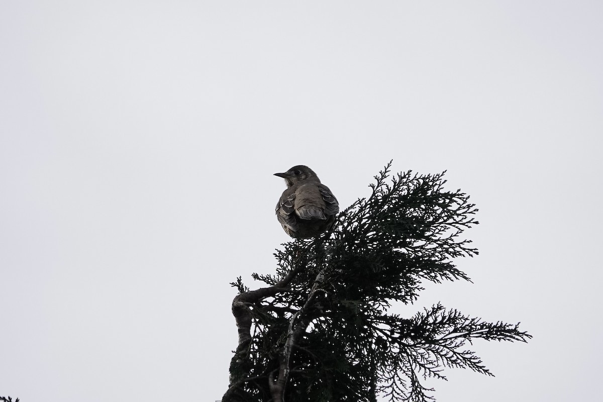 Mistle Thrush - ML641253900