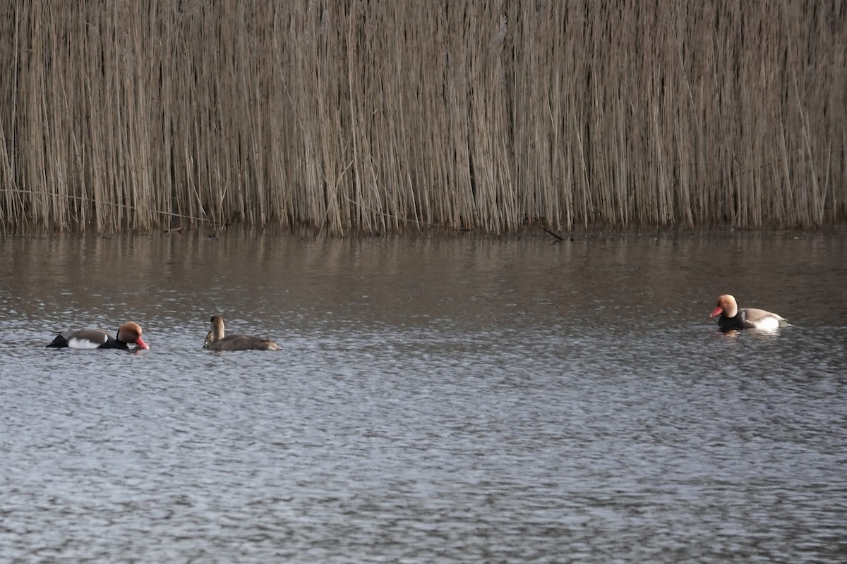 Red-crested Pochard - ML641253932