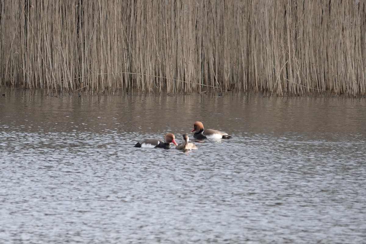 Red-crested Pochard - ML641253935