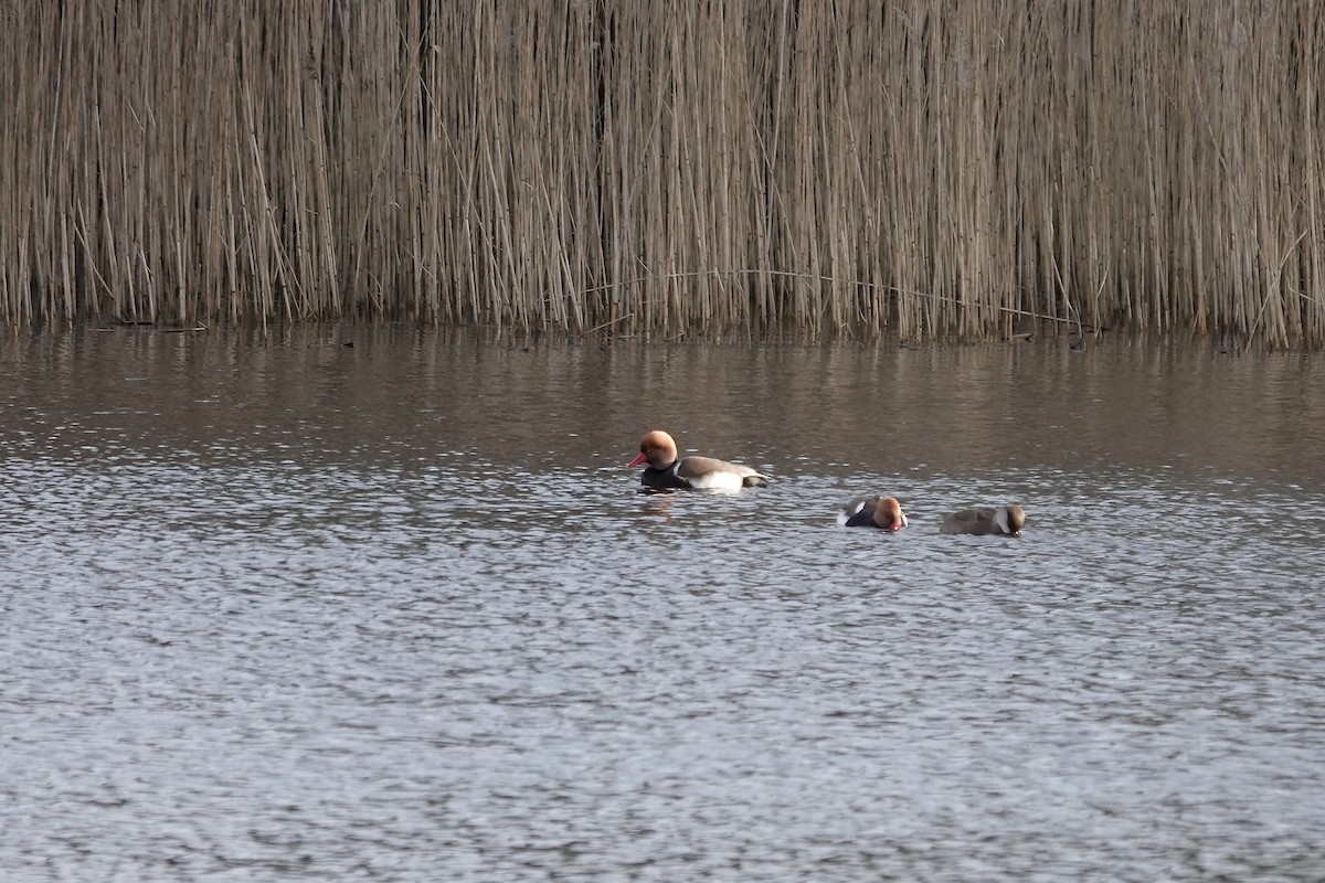 Red-crested Pochard - ML641253938