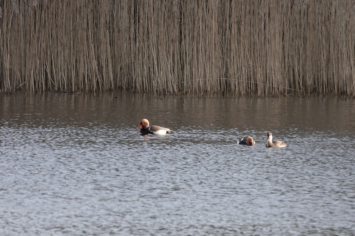 Red-crested Pochard - ML641253940