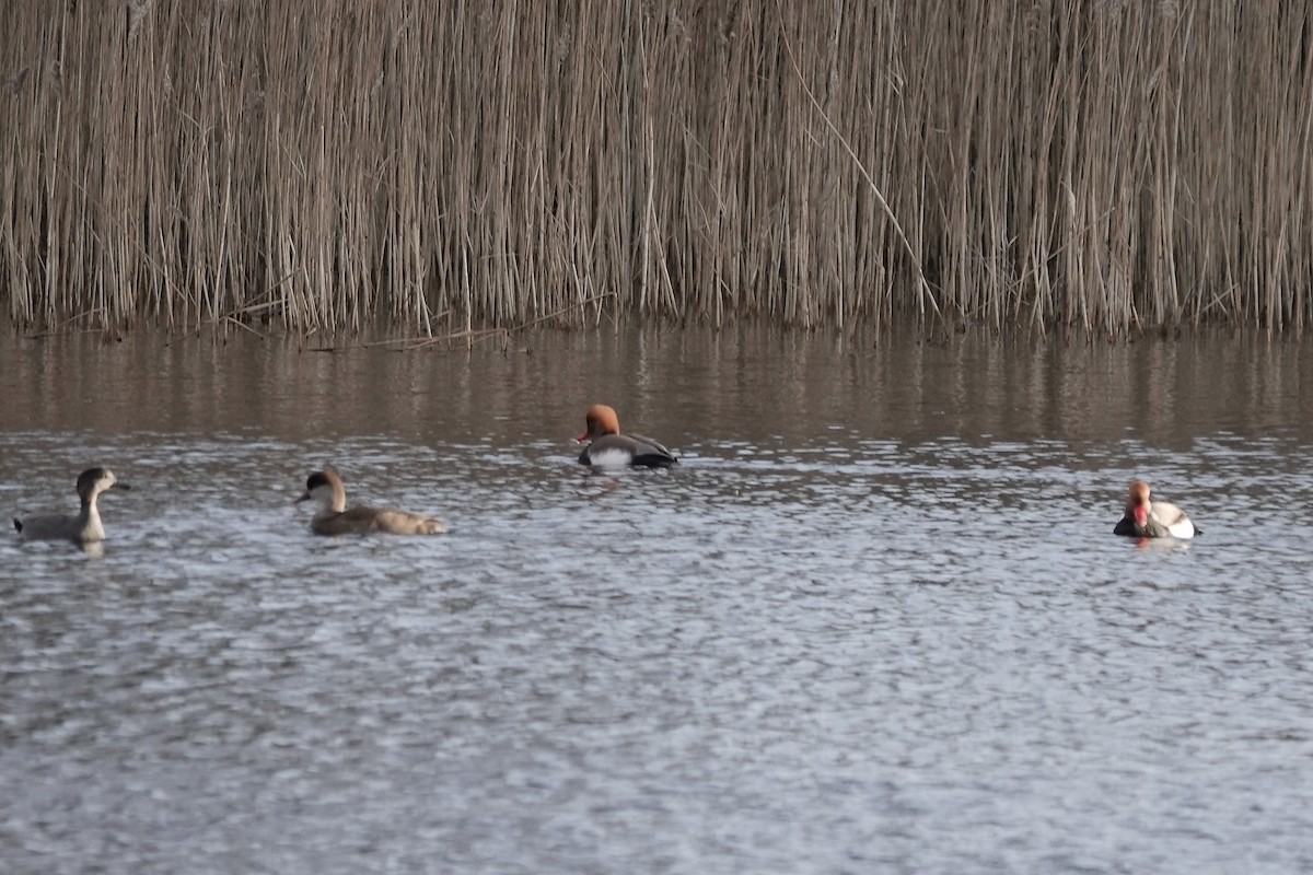 Red-crested Pochard - ML641253942