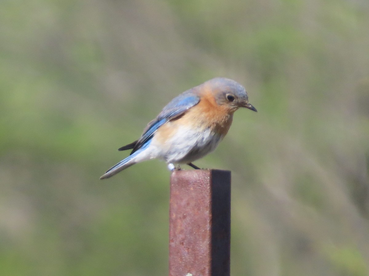 Eastern Bluebird - ML641253954