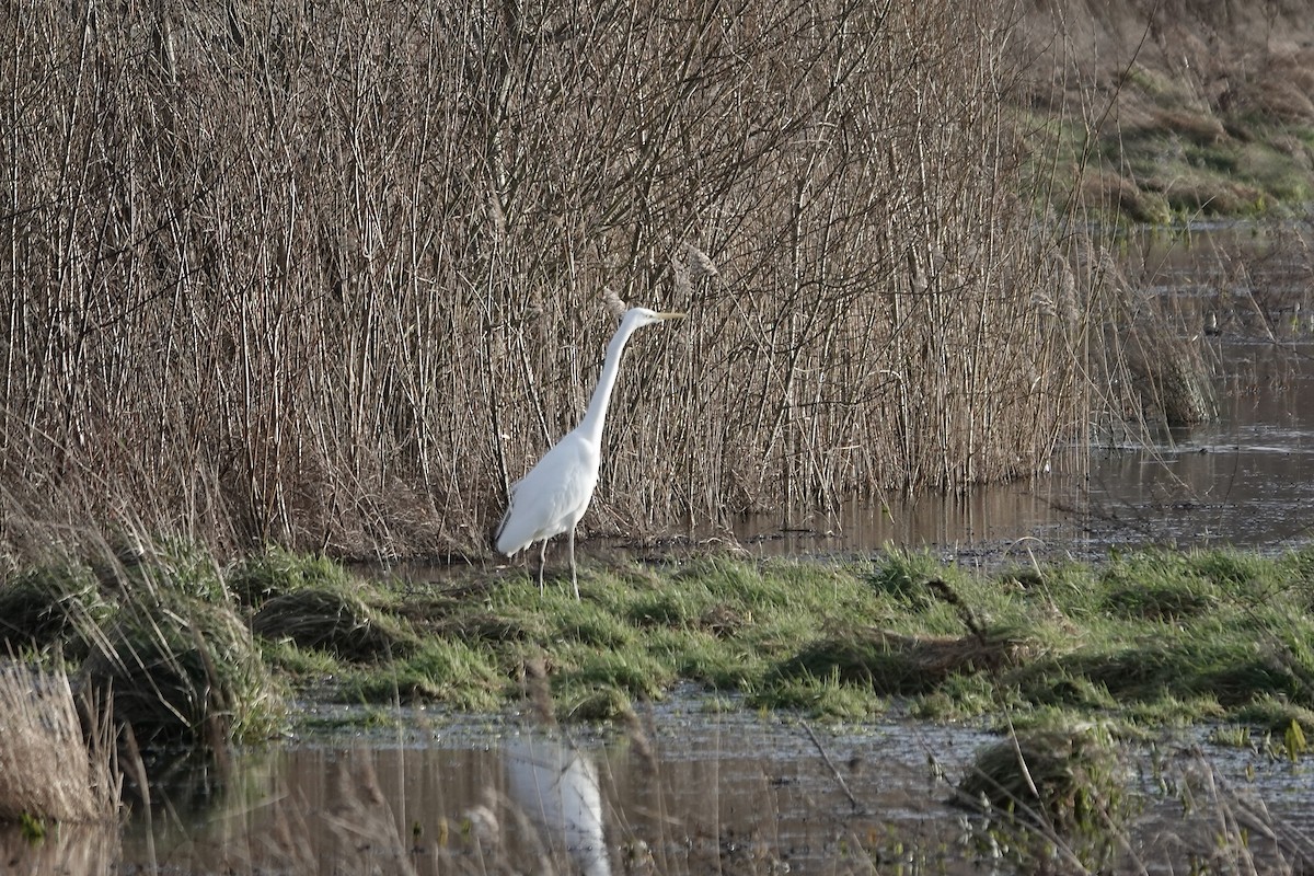 Great Egret - ML641253956