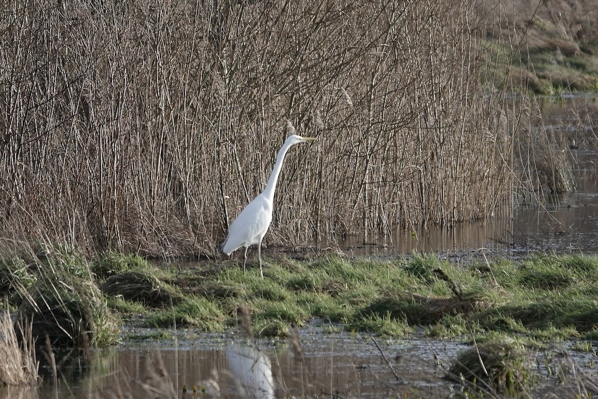 Great Egret - ML641253957