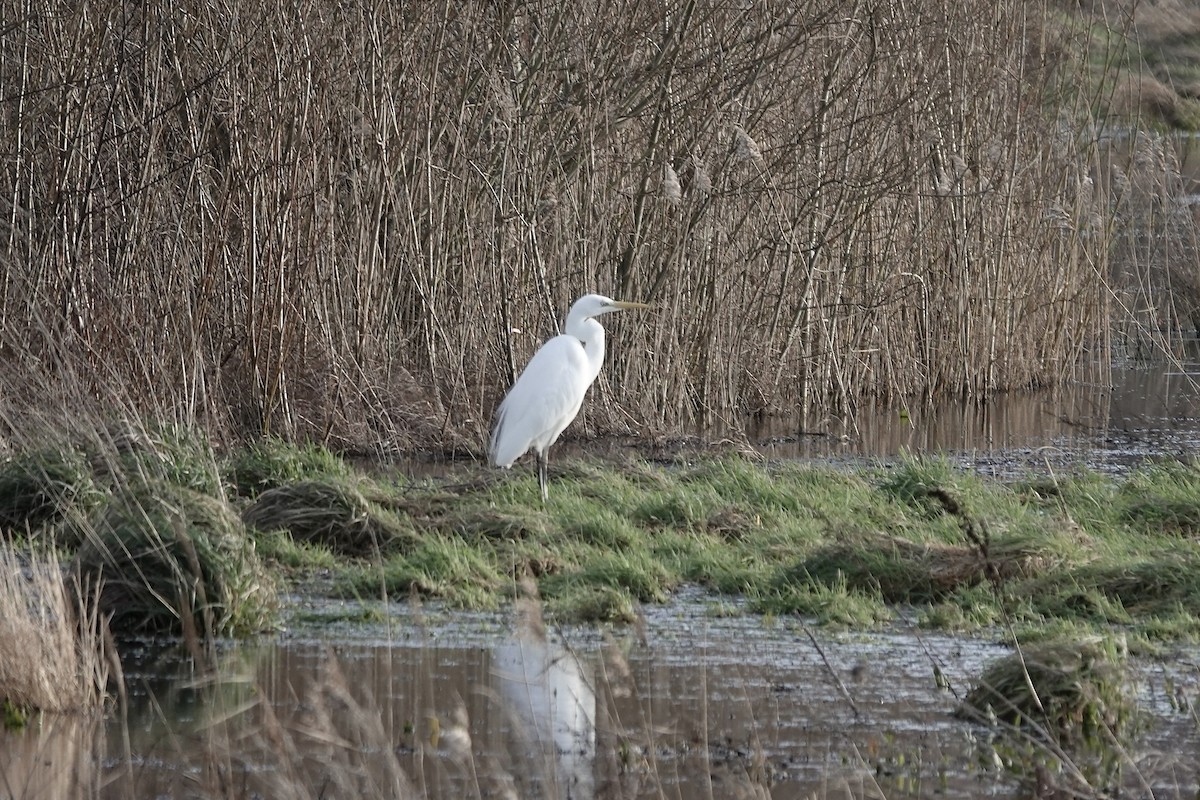 Great Egret - ML641253959