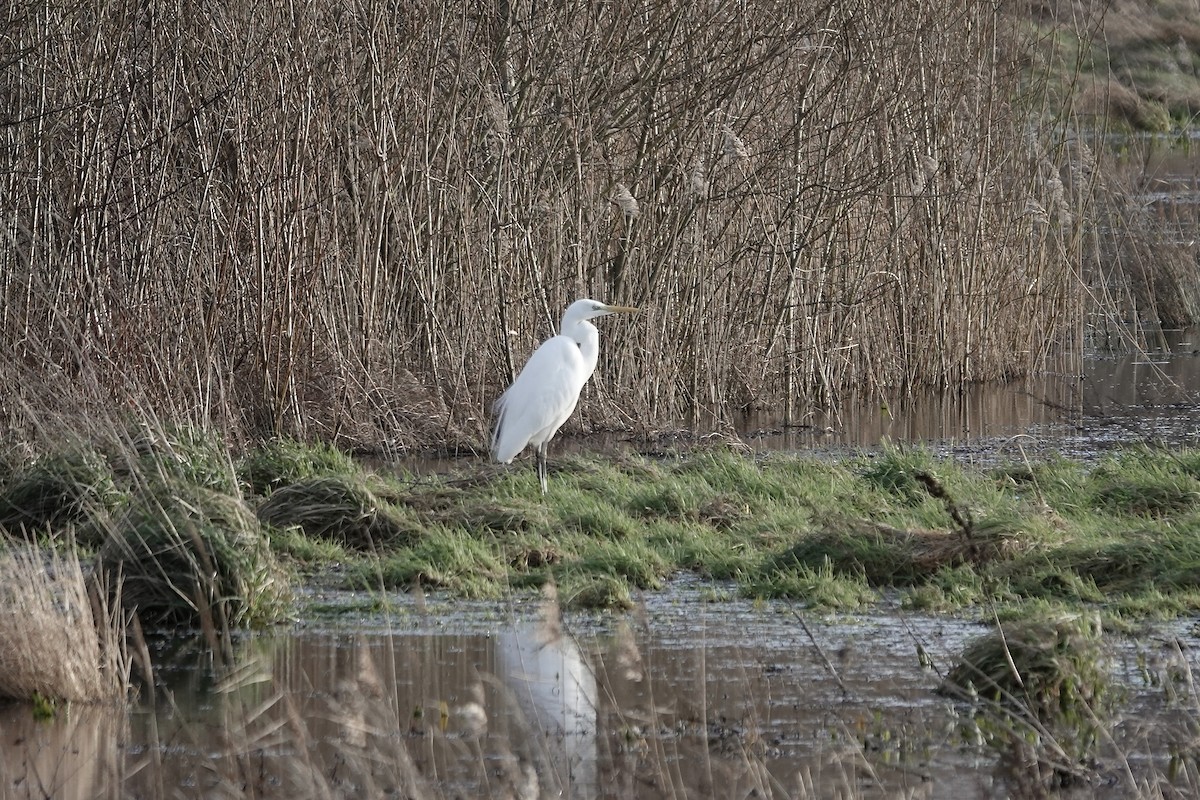 Great Egret - ML641253961