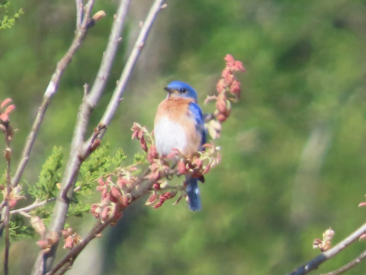 Eastern Bluebird - ML641253963