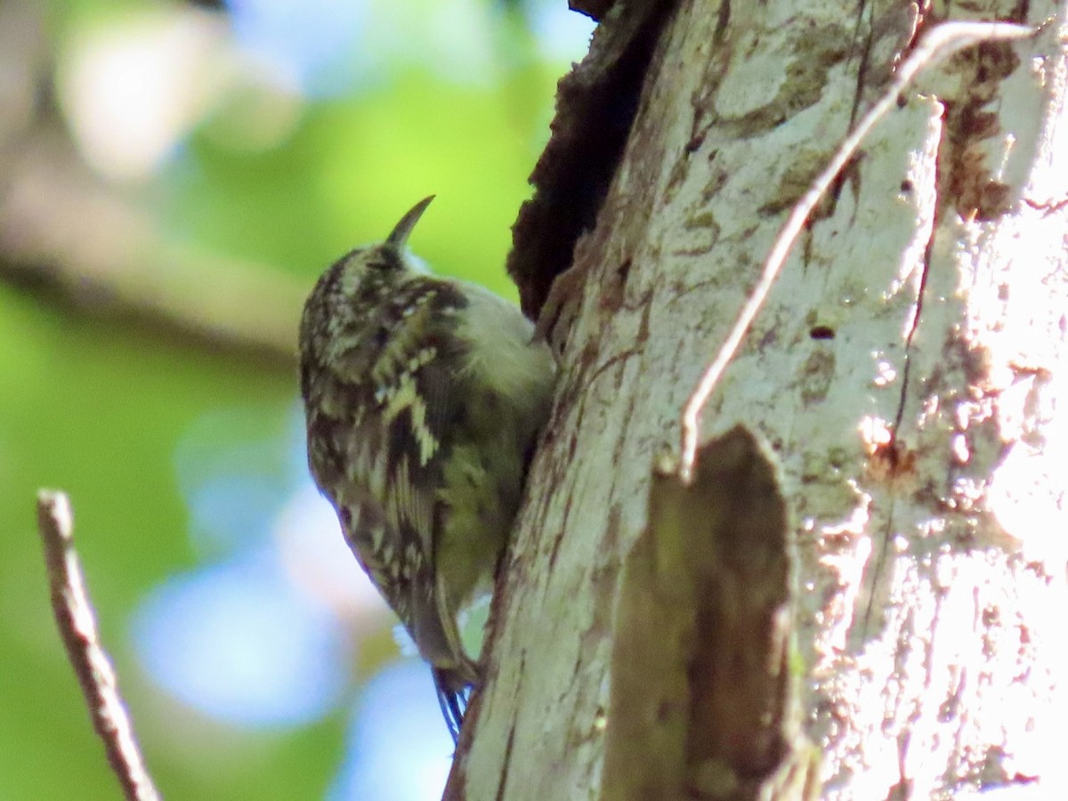 Brown Creeper - ML641253985
