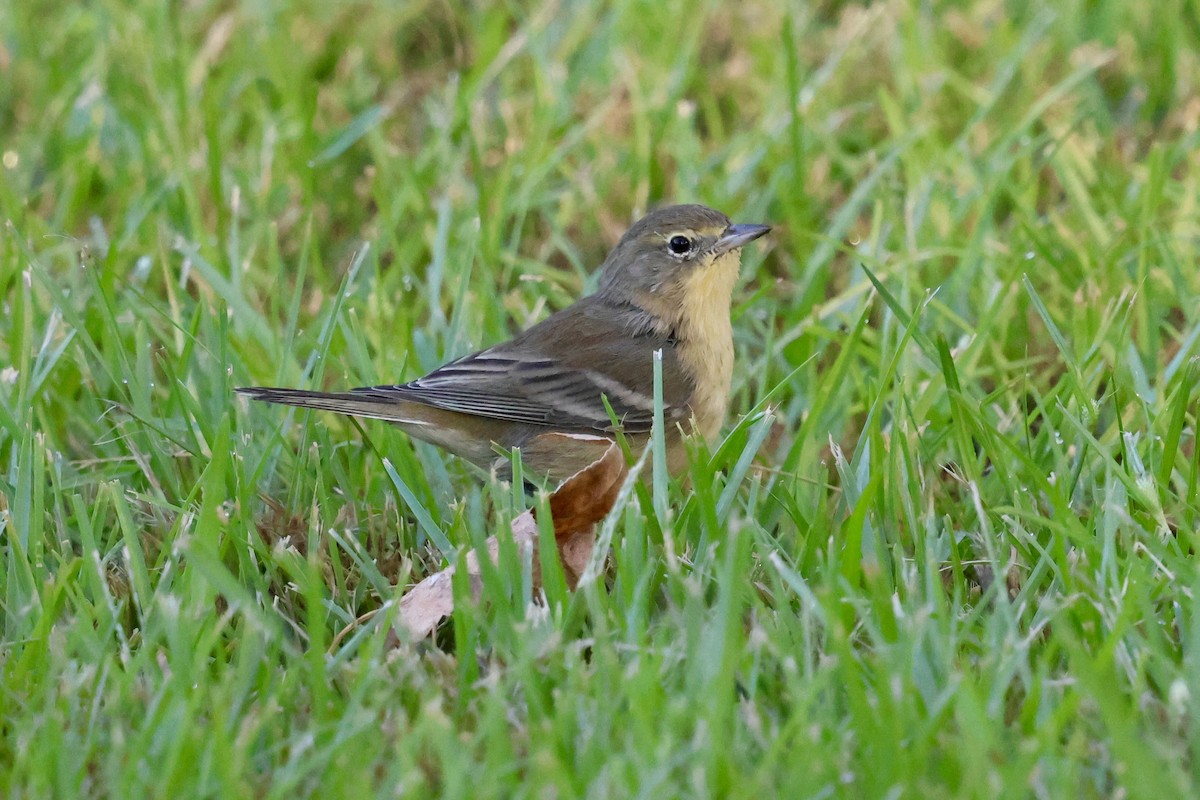 Pine Warbler - ML641253995