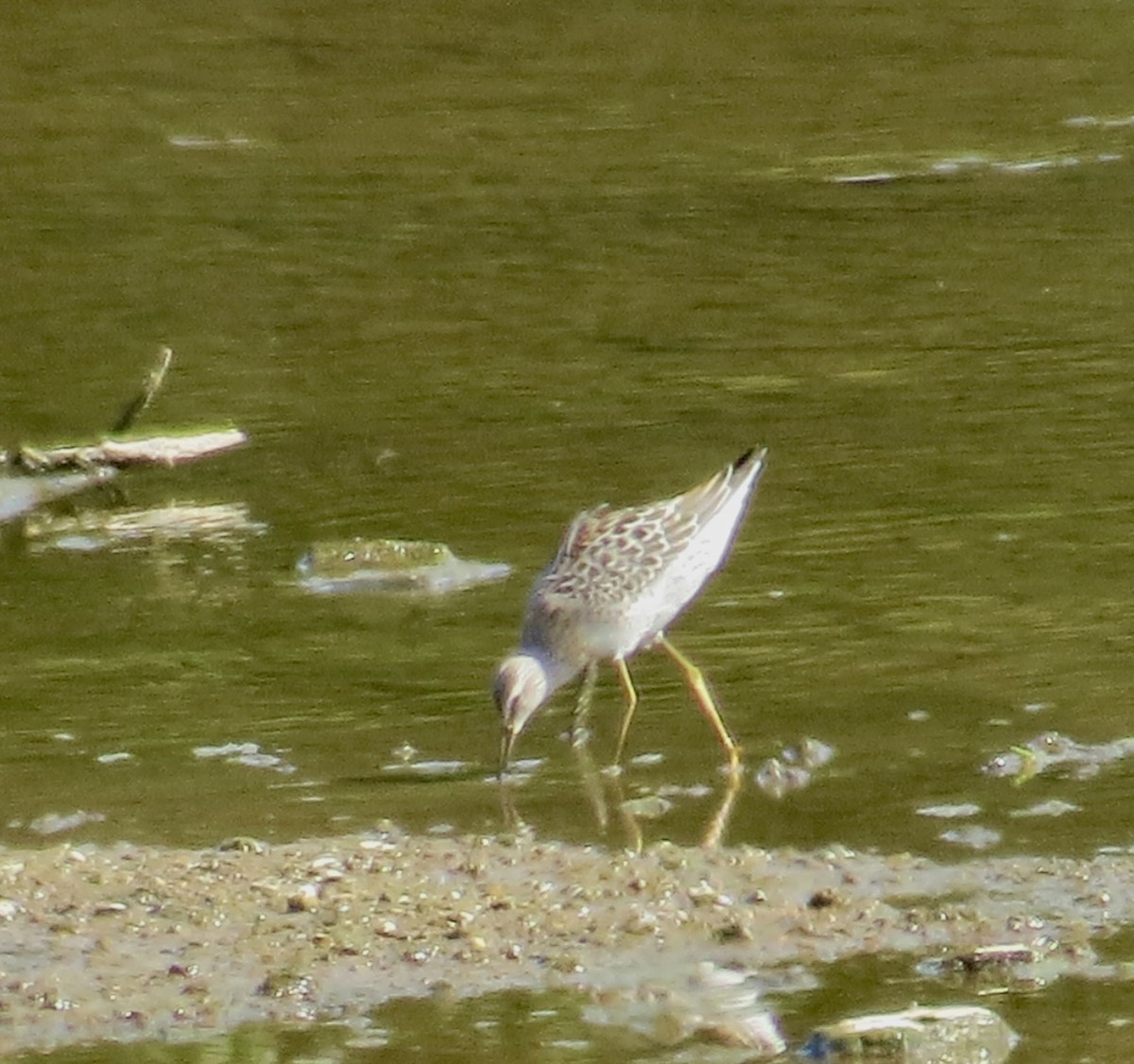 Correlimos Zancolín - ML641253998