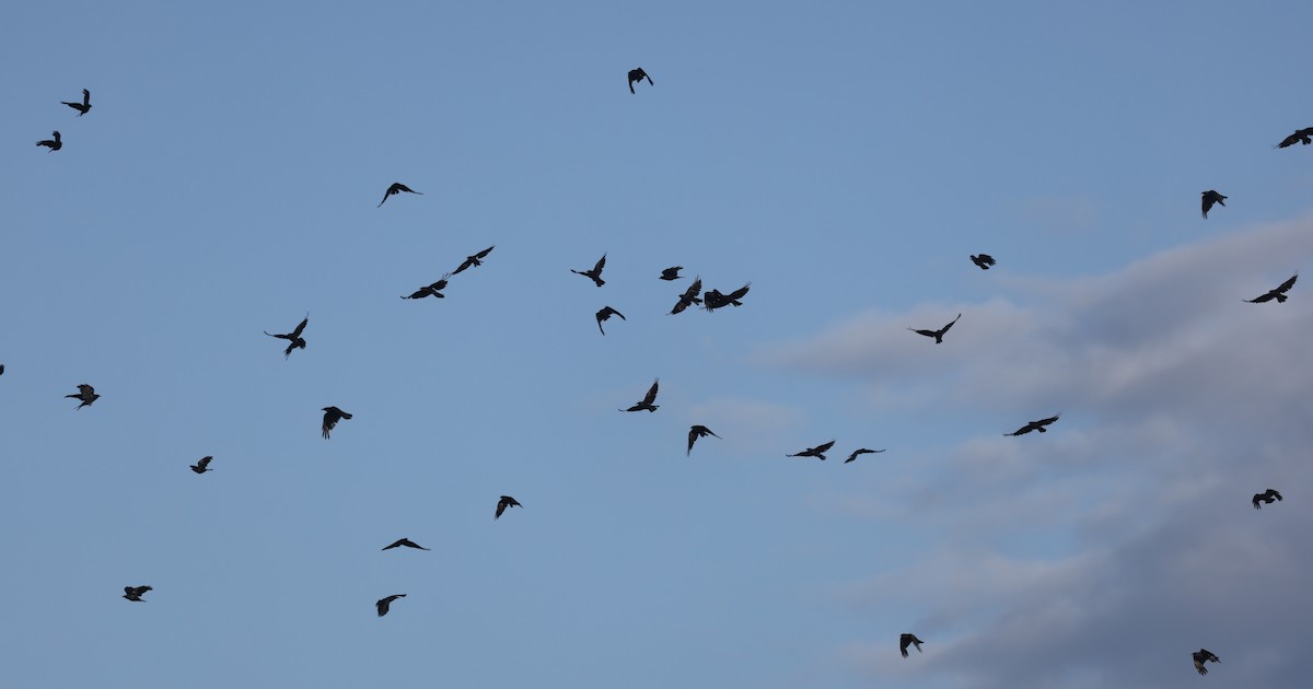 crow sp. - ML641254004
