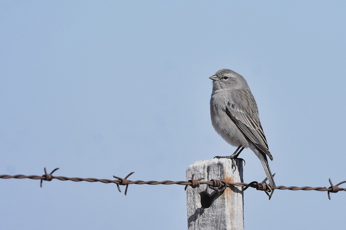 Ash-breasted Sierra Finch - ML641254026