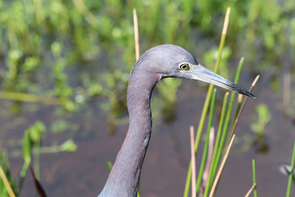 Little Blue Heron - ML641254051