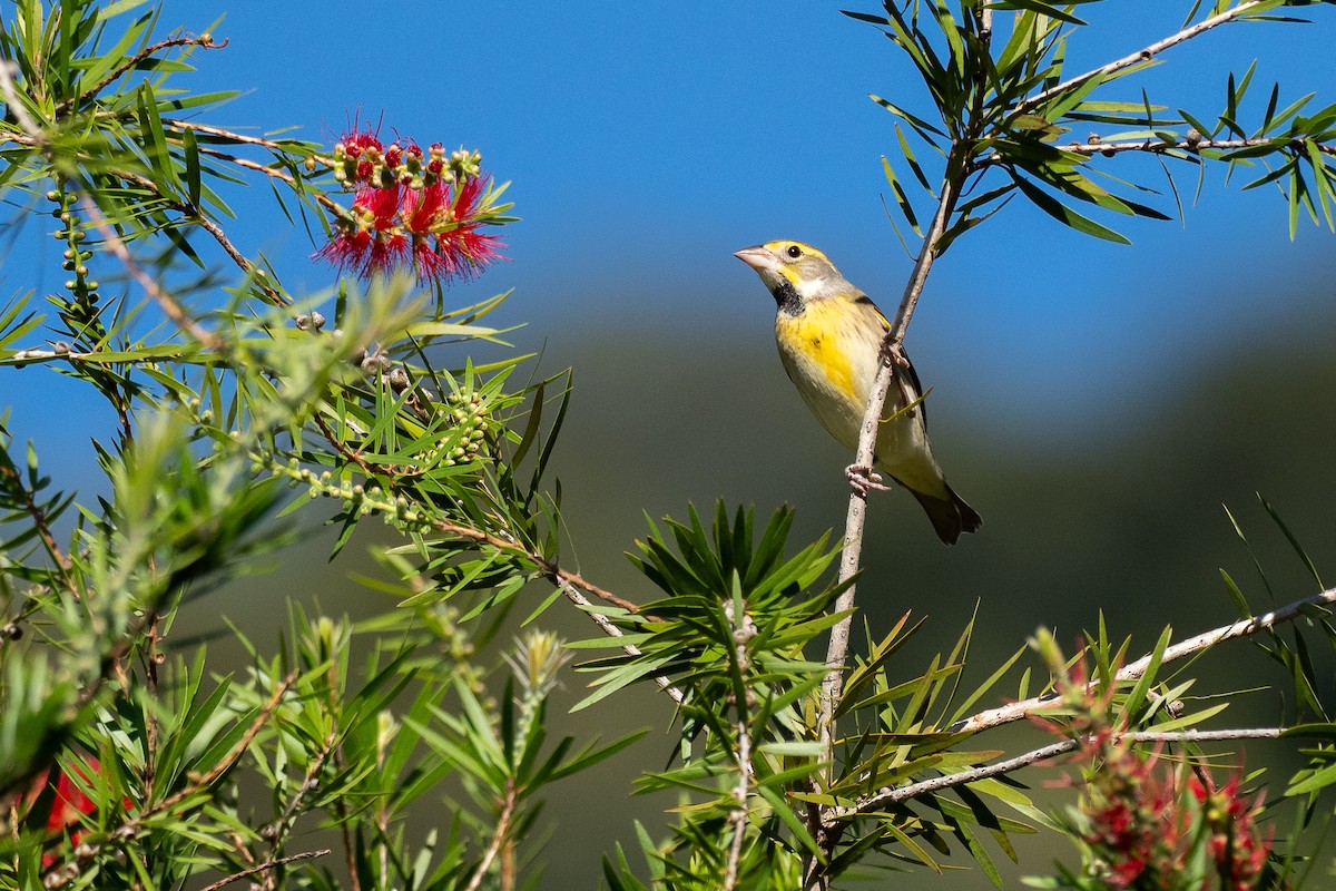 Dickcissel - ML641254063