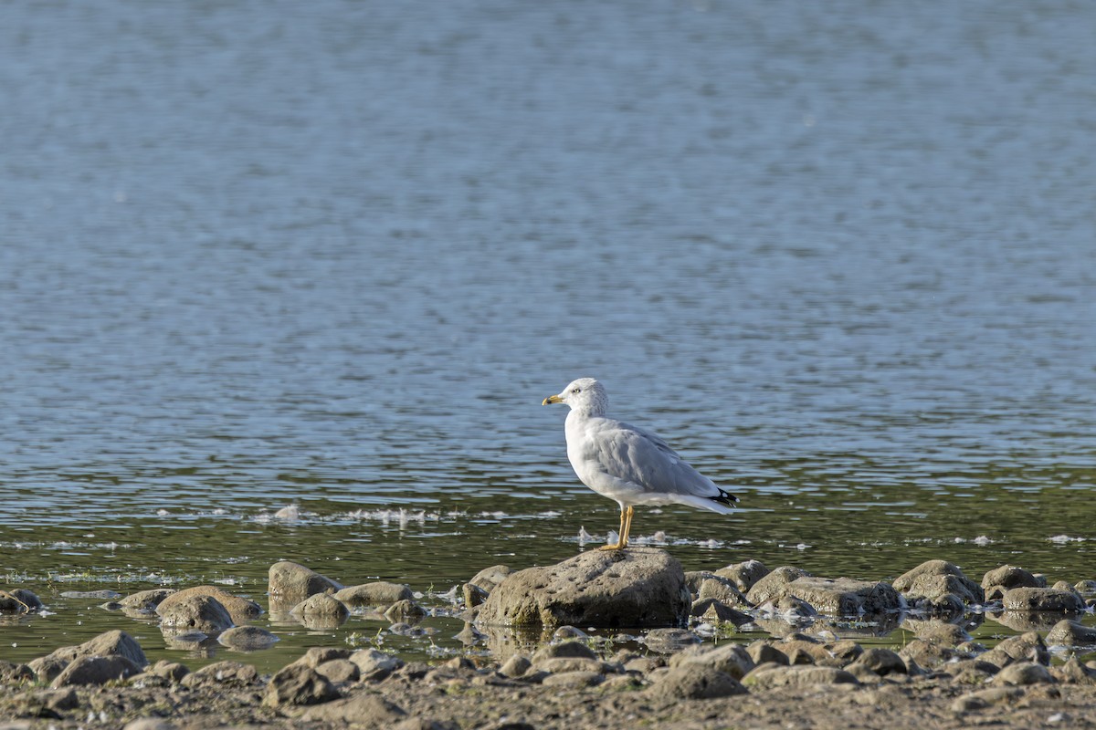 Ring-billed Gull - ML641254065