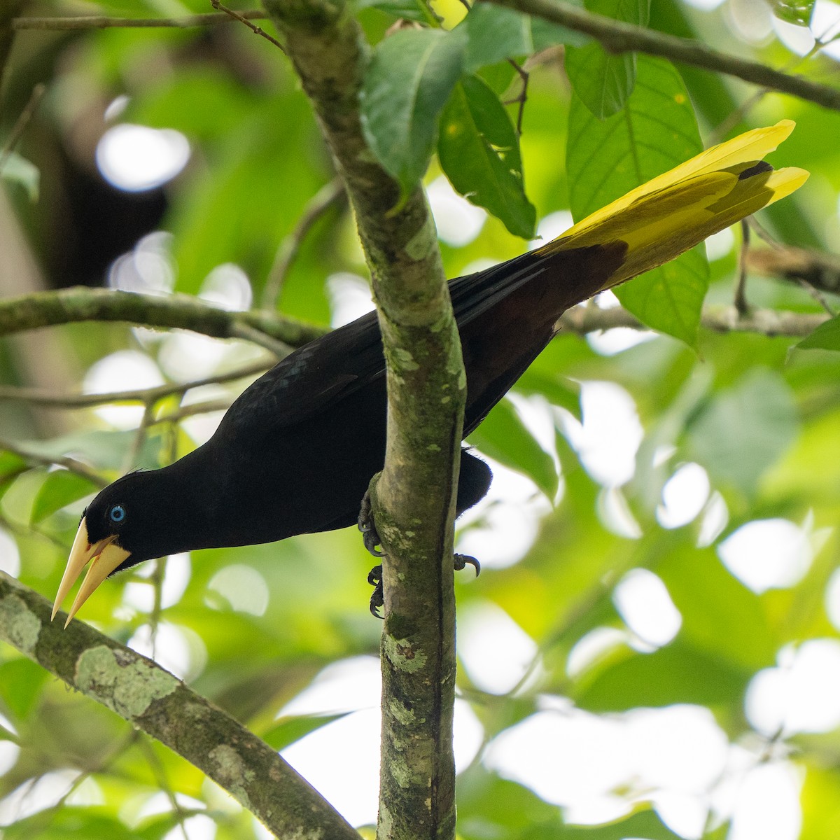 soldatoropendola - ML641254071