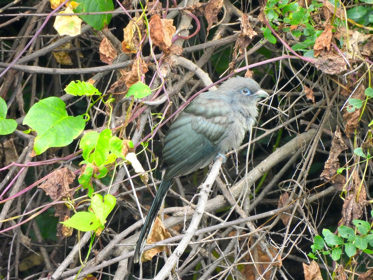 Blue-faced Malkoha - ML641254074