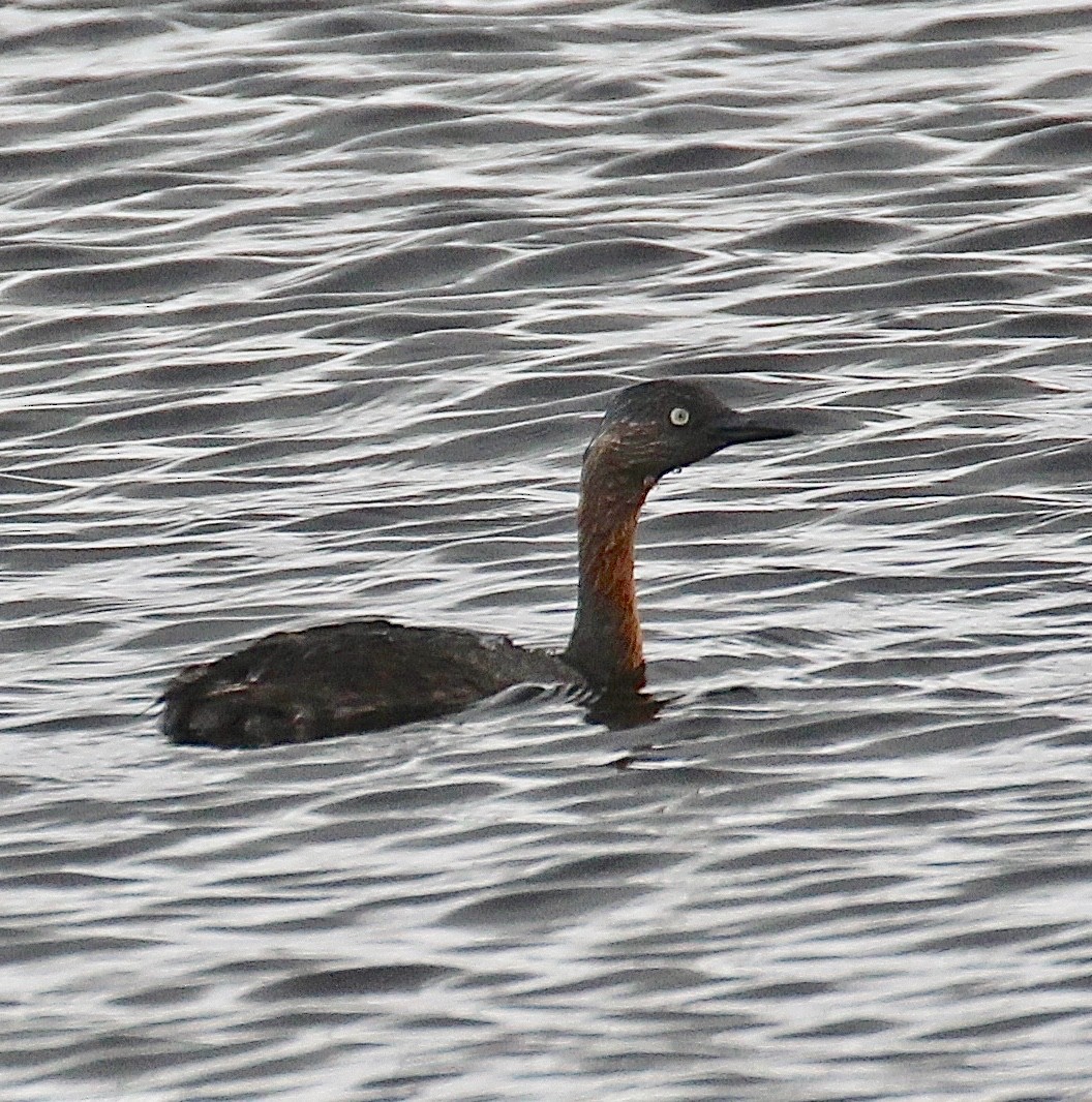 New Zealand Grebe - ML641254076