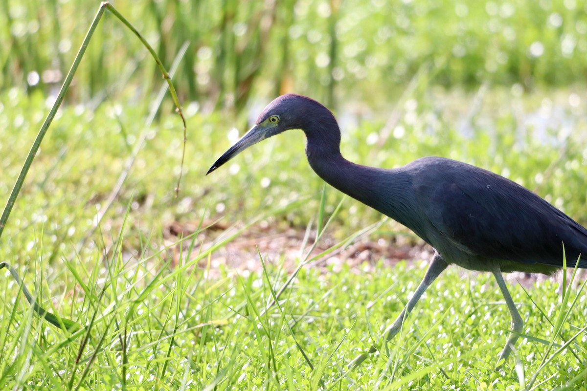 Little Blue Heron - ML641254079