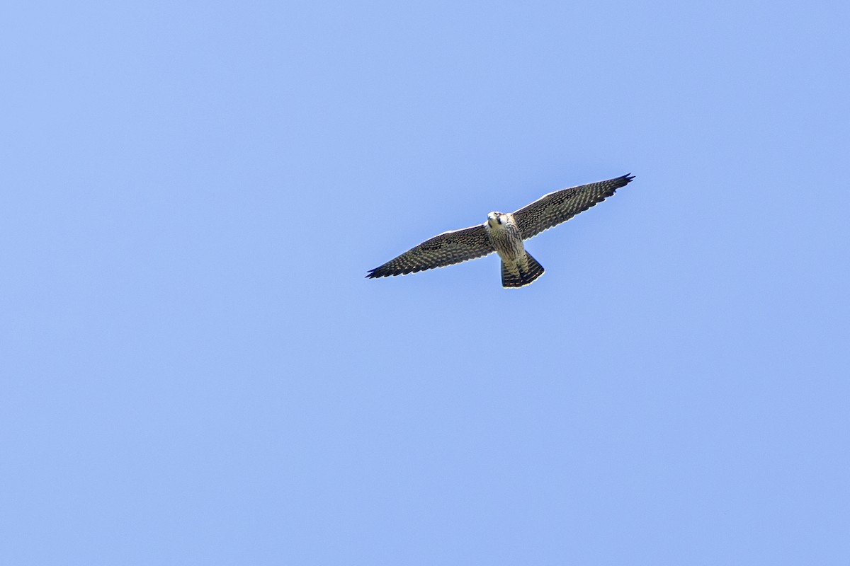 Peregrine Falcon - ML641254081