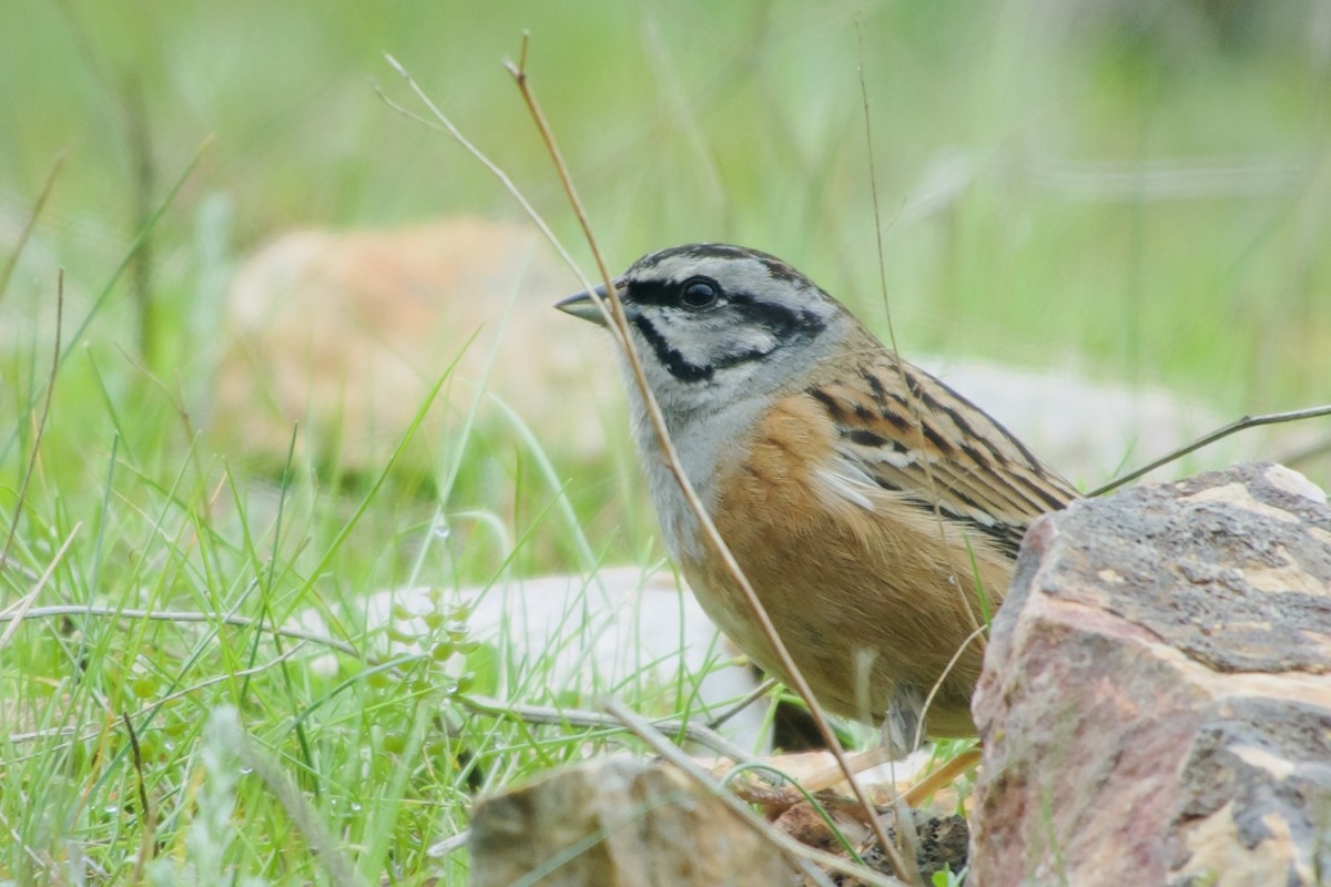 Rock Bunting - ML641254089