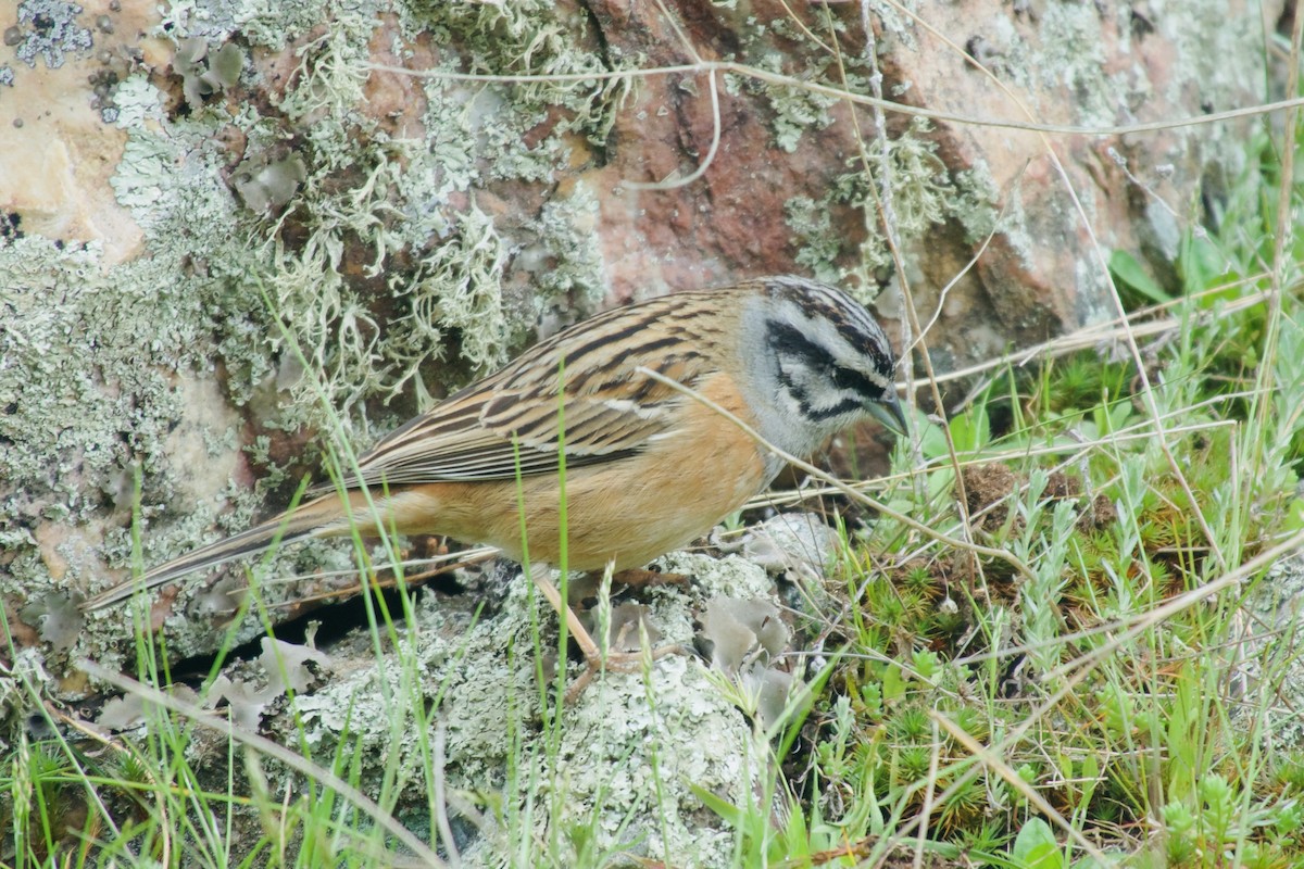 Rock Bunting - ML641254091