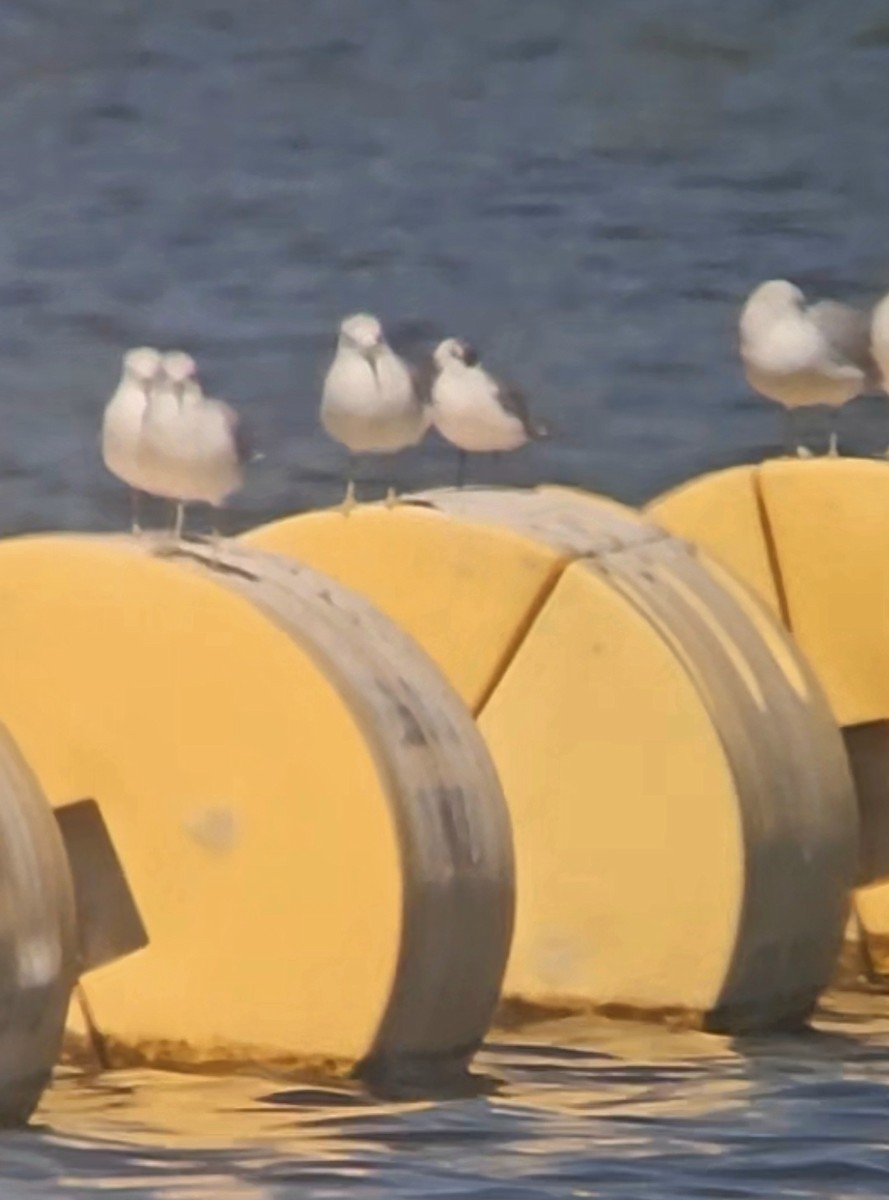 Franklin's Gull - ML641254118