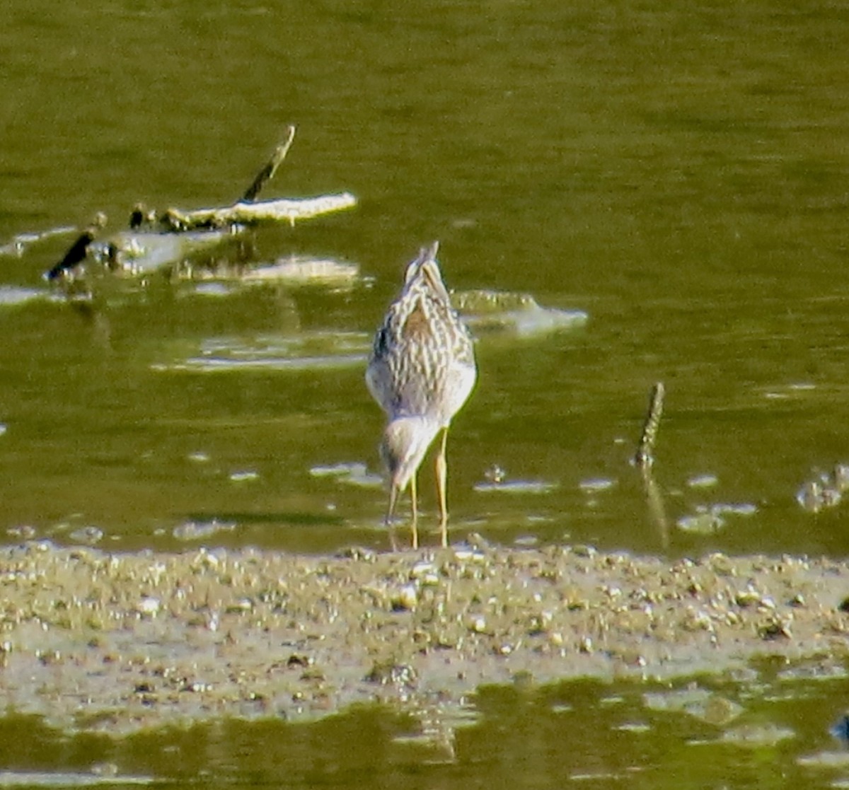 Correlimos Zancolín - ML641254152