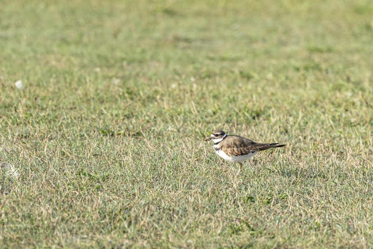 Killdeer - ML641254156