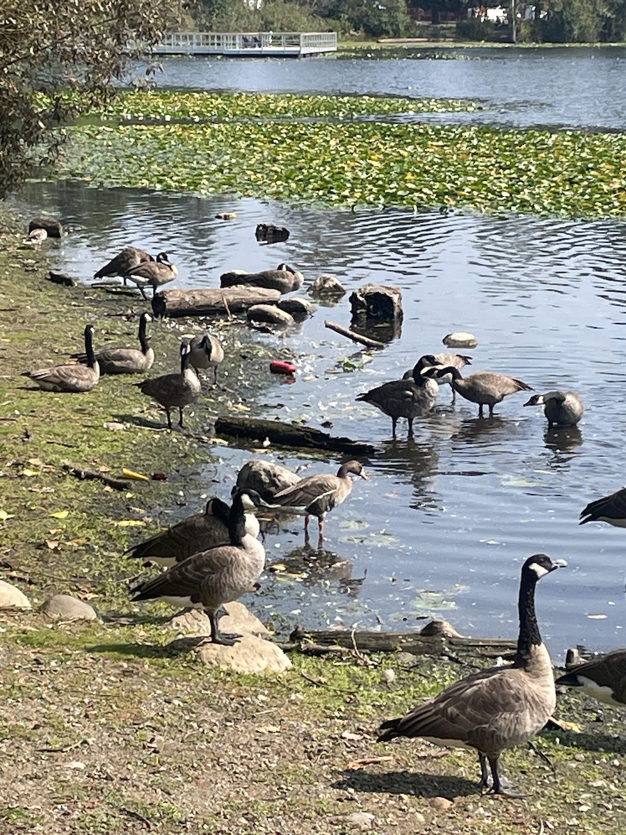 Greater White-fronted Goose - ML641254162