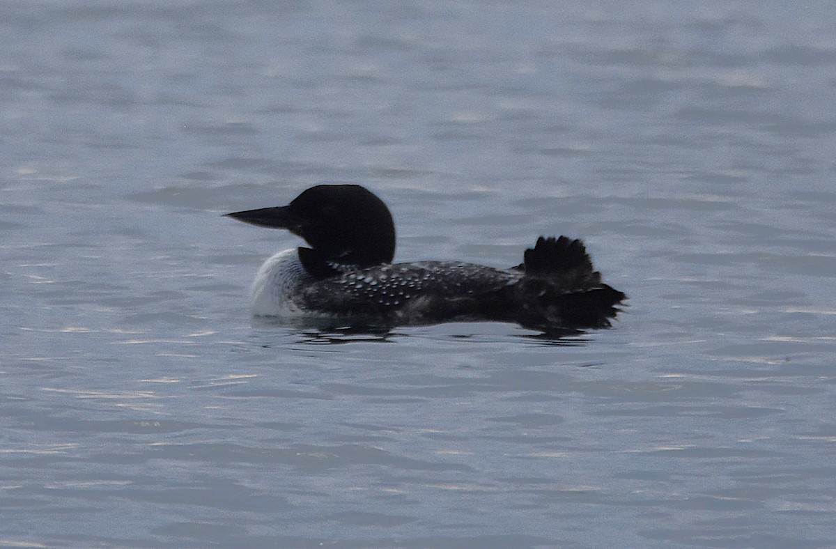 Common Loon - ML641254163