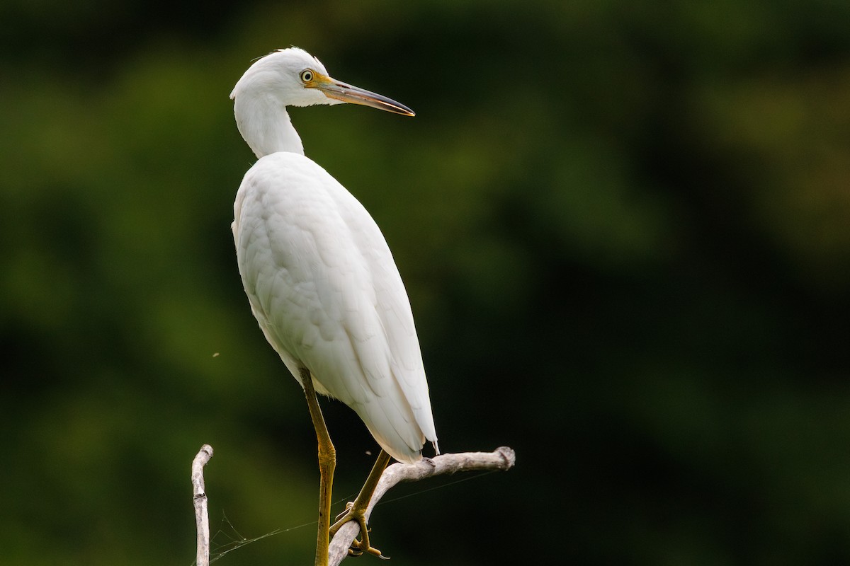 Little Blue Heron - ML641254166