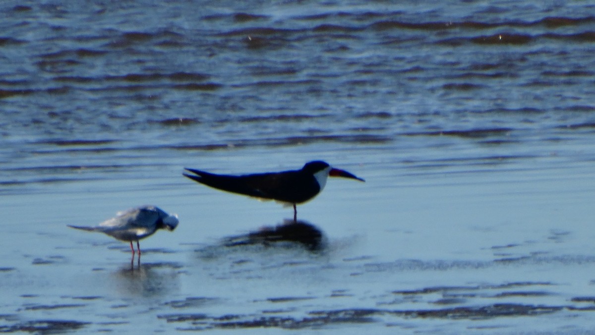 Black Skimmer - ML641254199