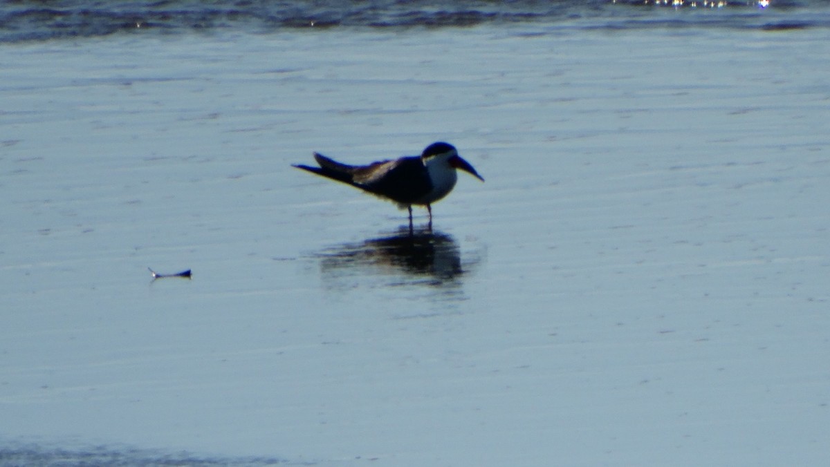 Black Skimmer - ML641254200