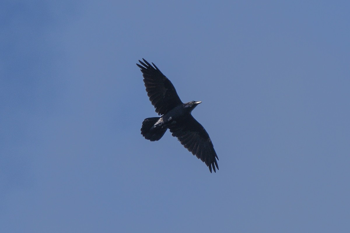 Common Raven - ML641254212