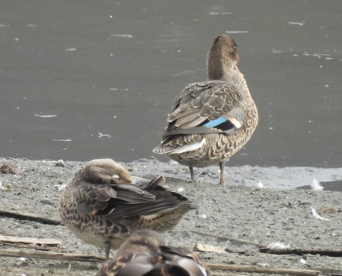 Green-winged Teal - ML641254222