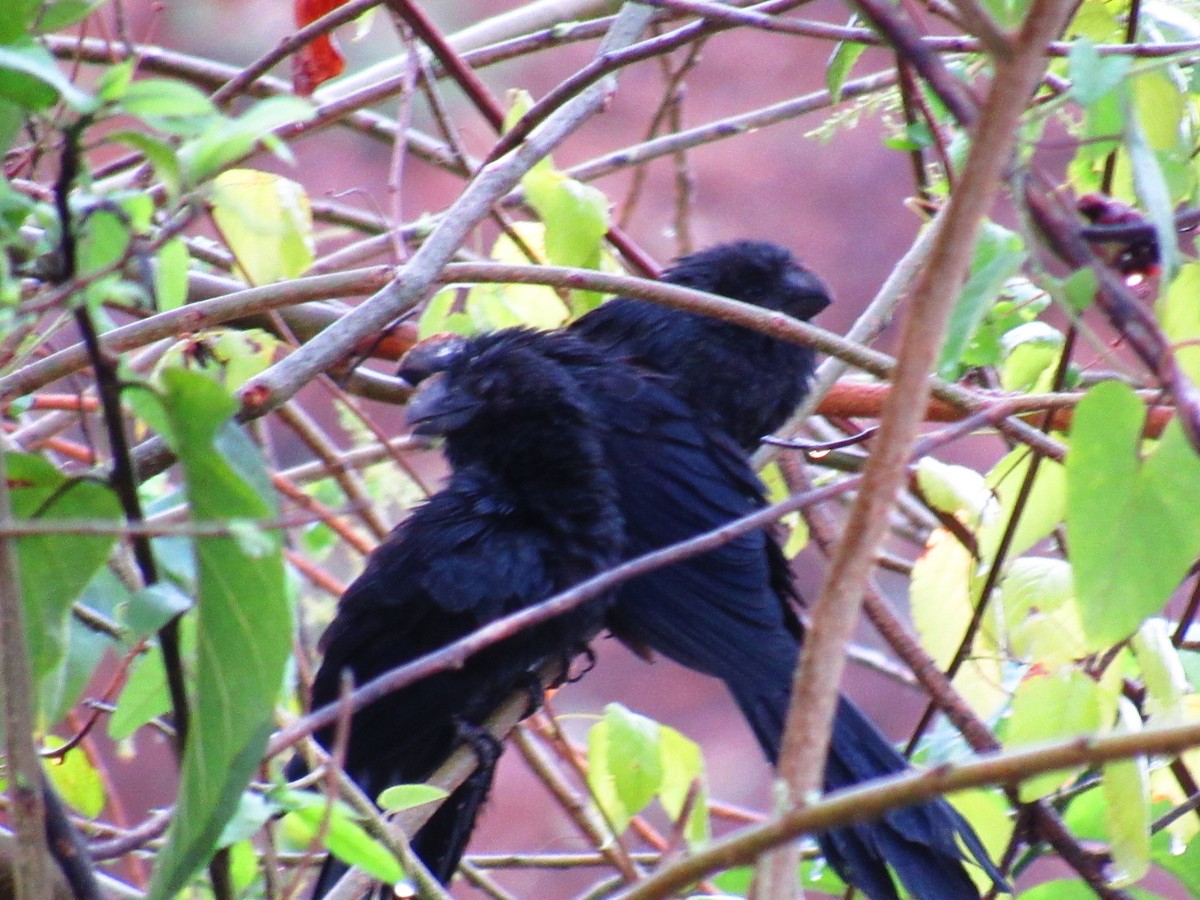 Smooth-billed Ani - ML641254266