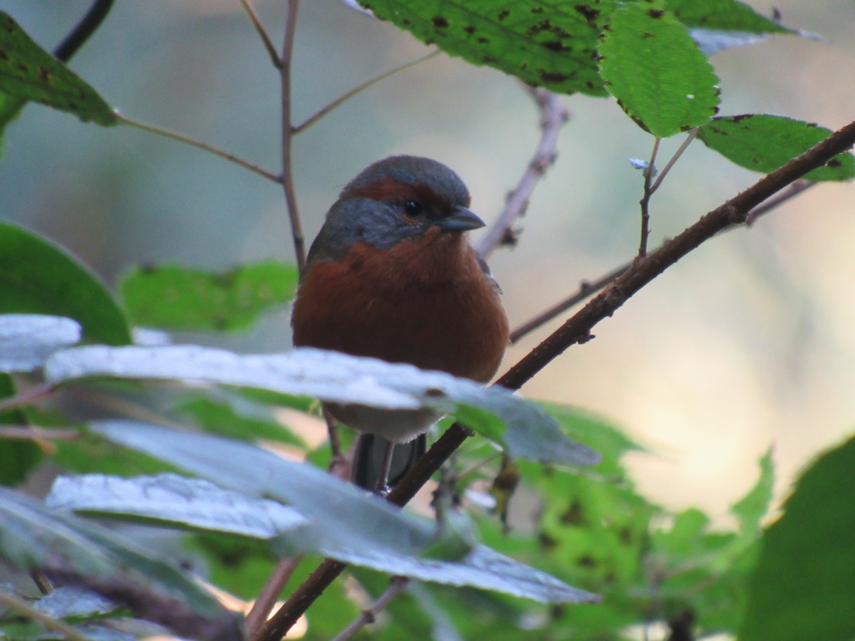 Rusty-browed Warbling Finch - ML641254279