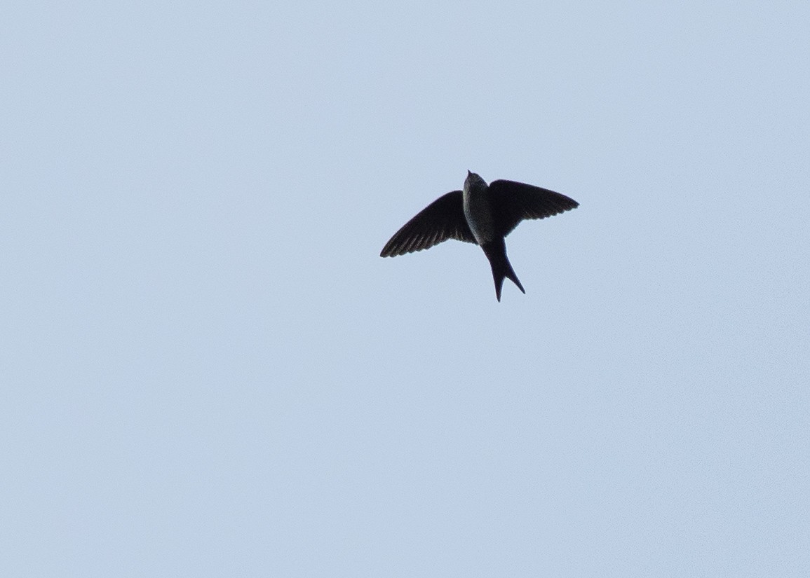 Black-capped Swallow - ML641254285