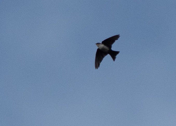 Black-capped Swallow - ML641254286