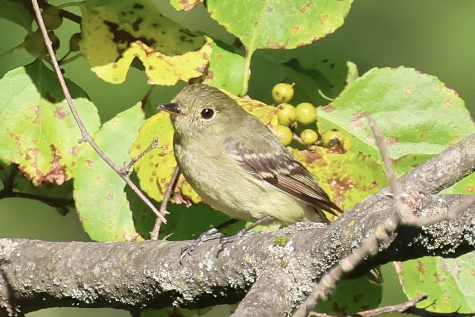 Yellow-bellied Flycatcher - ML641254293