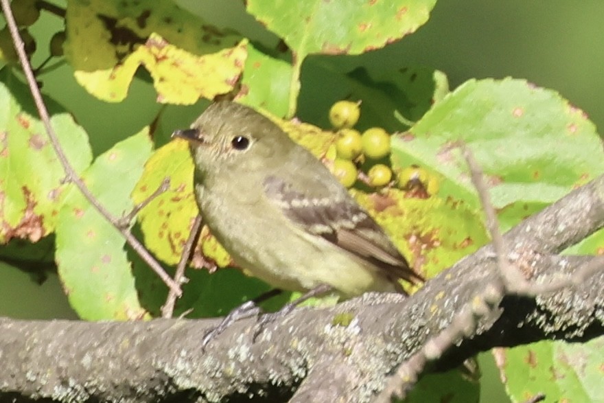 Yellow-bellied Flycatcher - ML641254294