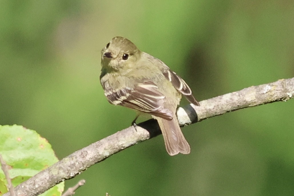 Yellow-bellied Flycatcher - ML641254295