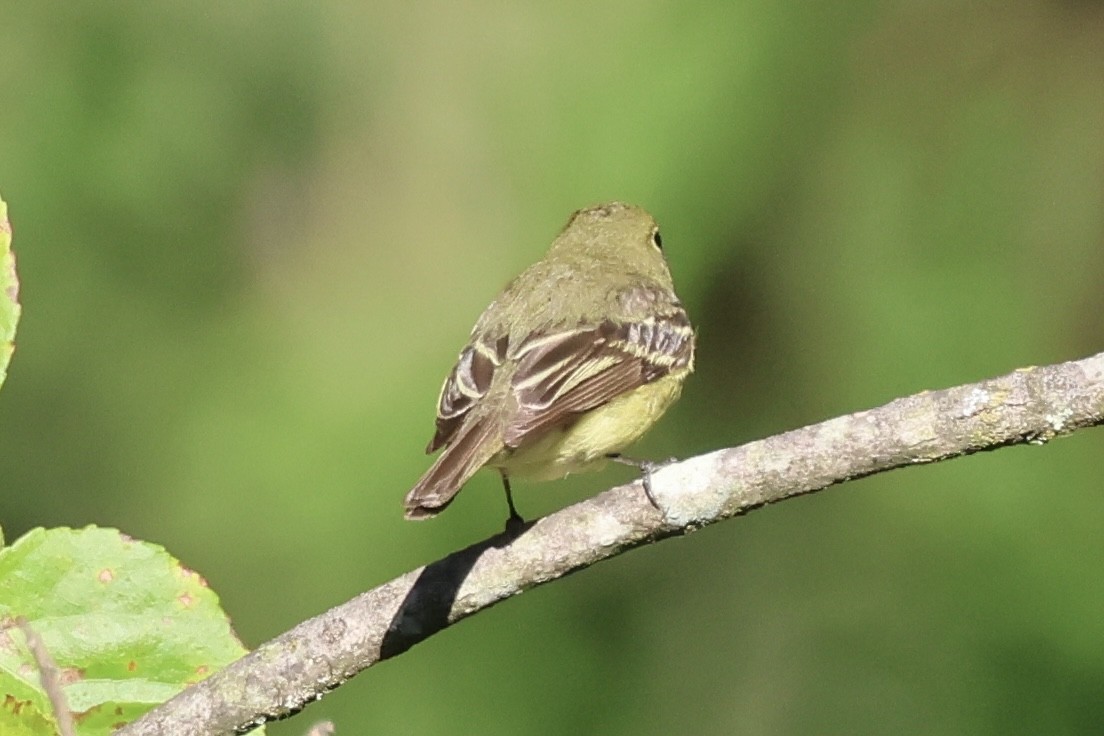 Yellow-bellied Flycatcher - ML641254296