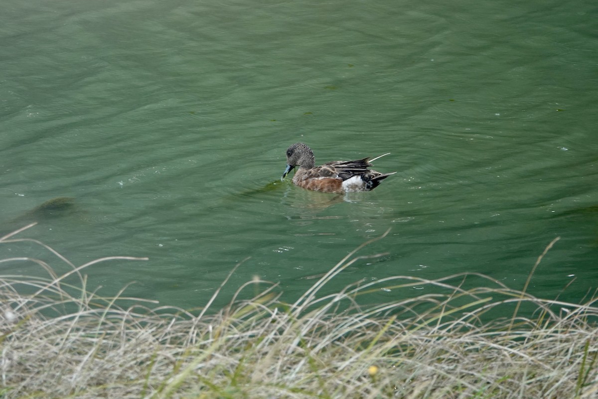 Canard d'Amérique - ML641254365
