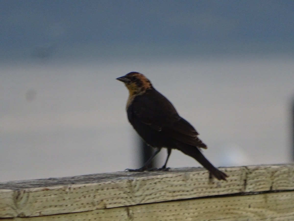 Yellow-headed Blackbird - ML641254380